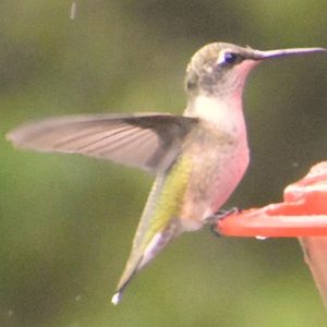 Meet your Posher, Annalise